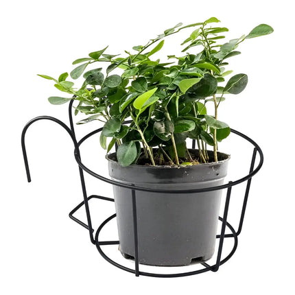 Metal Hanging Basket/Plant Stand – Multi-Purpose Use